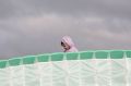 02-Granny et P4.jpg